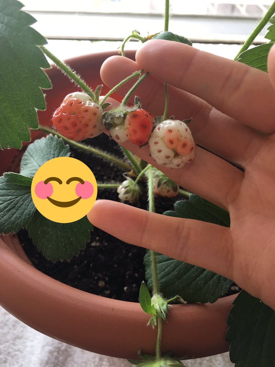 EazyDiabetes's tweet photo. Dear #Diabetes)My strawberries become blushing. 😊 https://t.co/Lf4d3ZhKqe