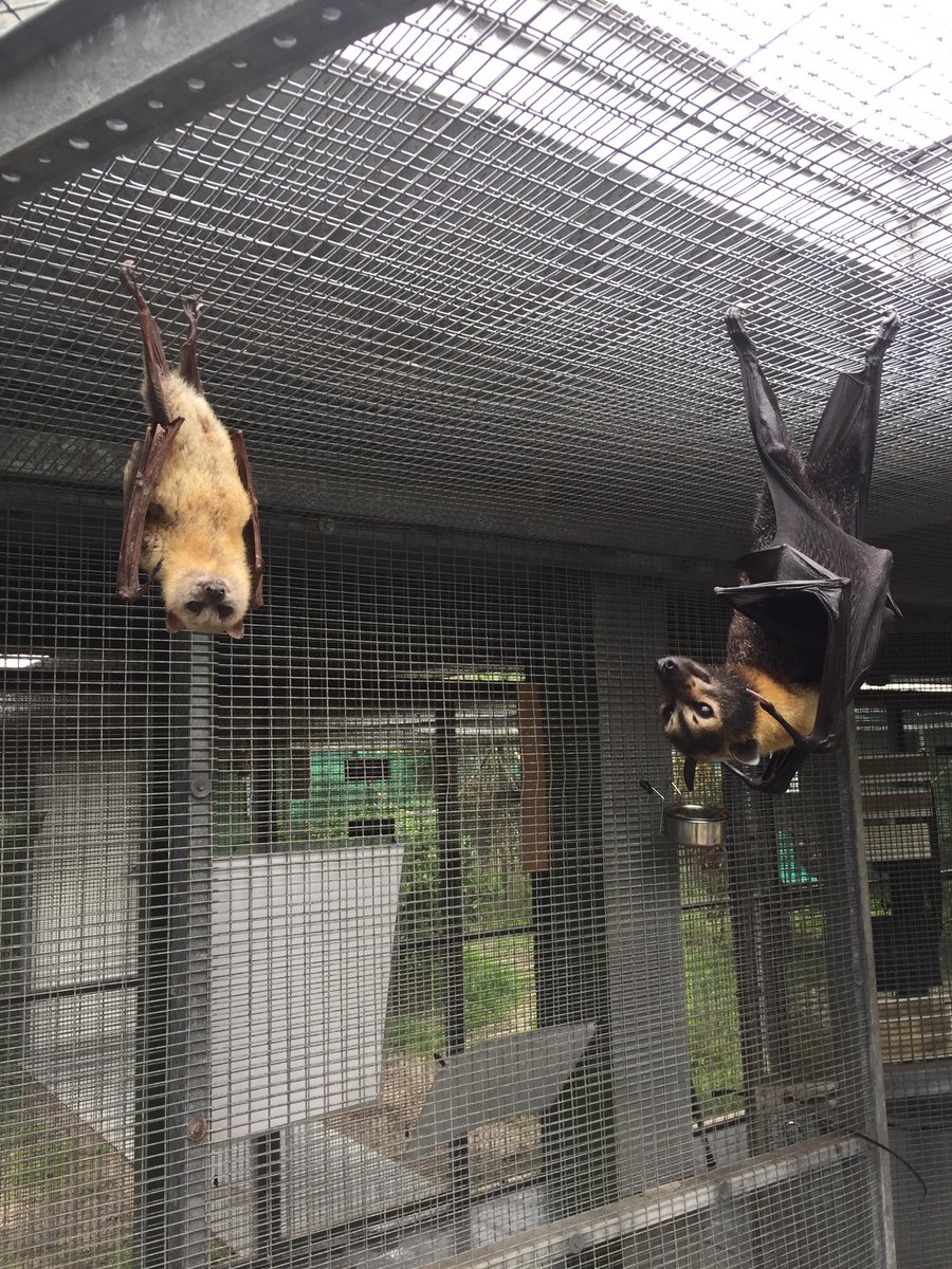BatConservancy's tweet photo. #TwoForTuesday with Nada (left) the #littlegoldenmantledflyingfox and Kuri the #spectacledflyingfox
#batbesties https://t.co/IqJCpCFmB1