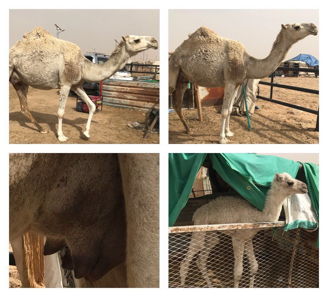 خلفه بكر حدرها بكره الهداوه وسط علا جميع الشروط الموقع الرياض للاستفسار ٠٥٦١٧٠١٦٦٢