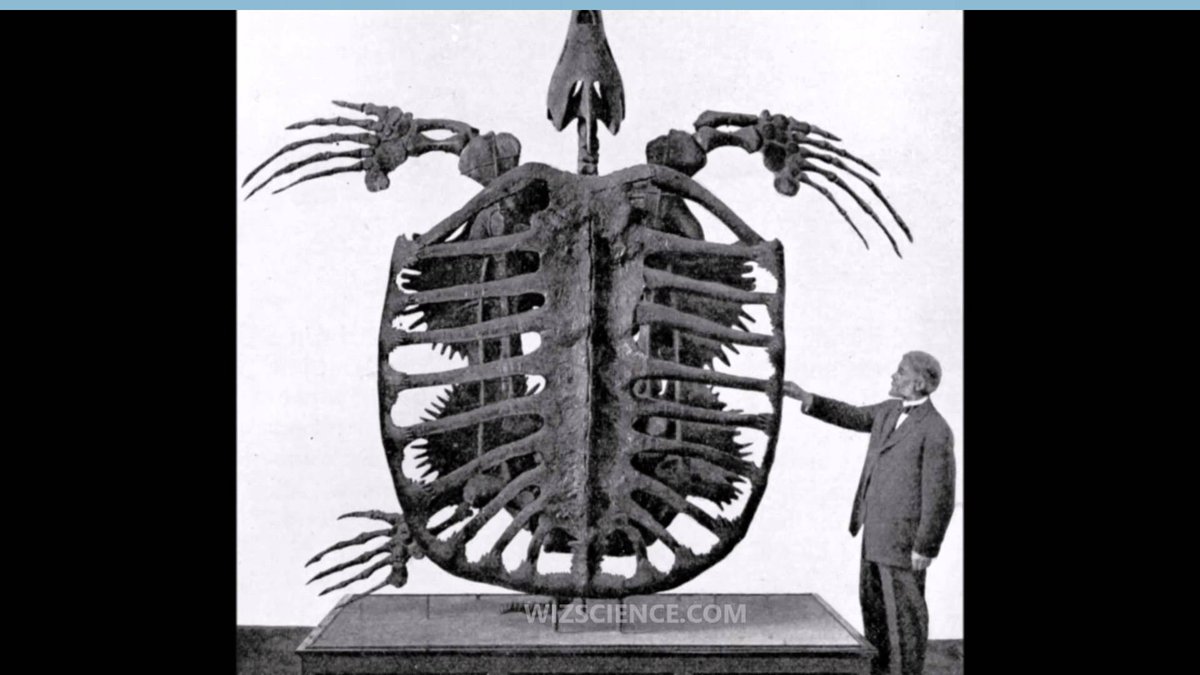 charlesCporosus's tweet photo. Cannot go without a classic this #WorldTurtleDay ! The mighty #archelon #ShowWolfATurtle https://t.co/9VCPmM6ilV