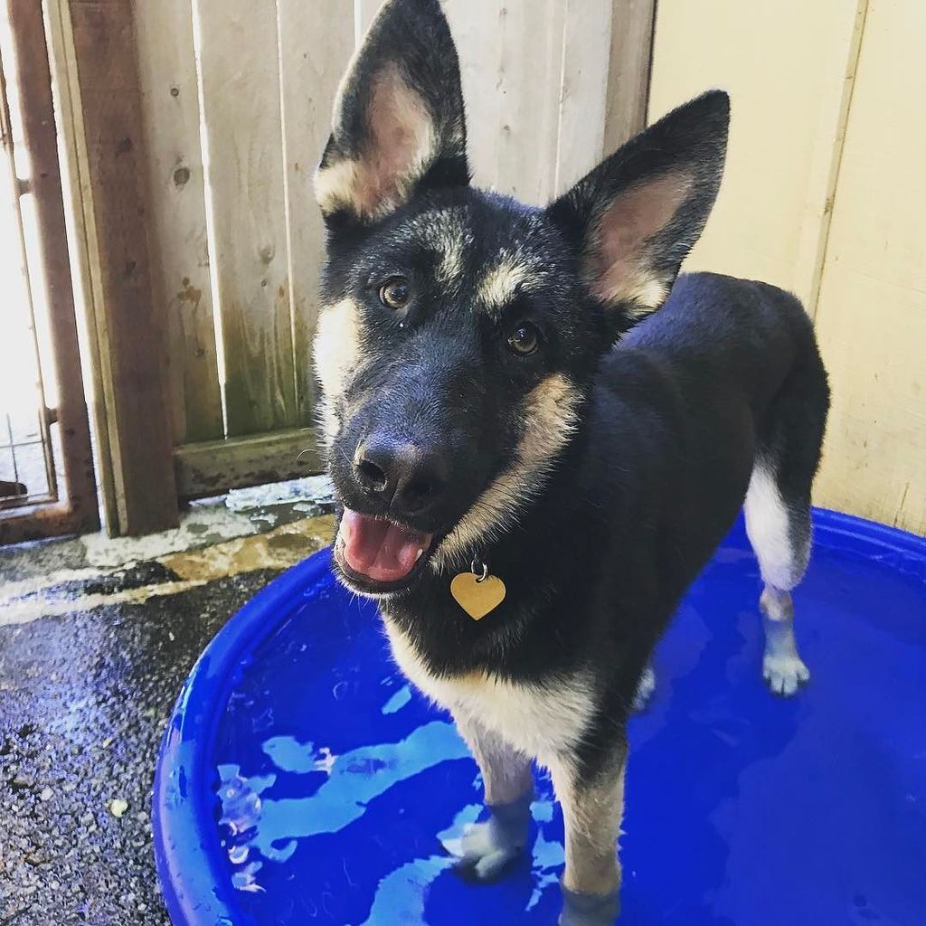 CheriWLucas's tweet photo. Look who loves the water! Miss Koda! 🐕🐾 #waterdog #DogTraining #Dogs #DogLovers #LeadWithLove #pitbulllove #dogres… https://t.co/bykaZkOy08 https://t.co/q9g3xx4VIw