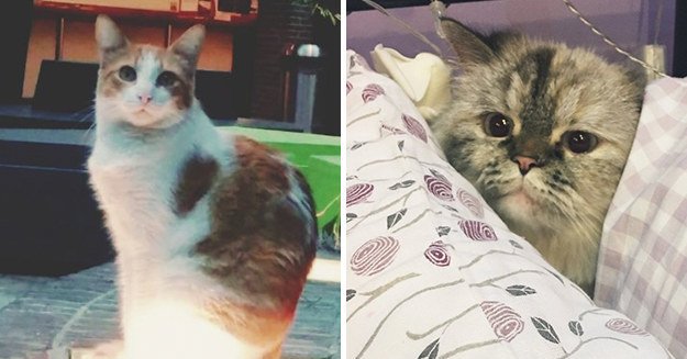 27 tweets that prove cats are too pure for this world bzfd.it/2rxq7Ef