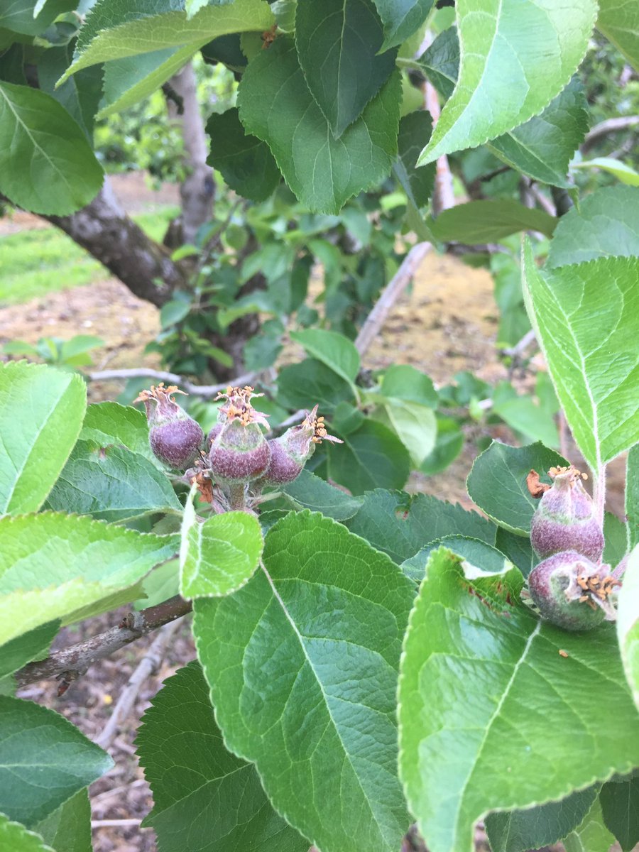 Long Meadow Cider (@longmeadowcider) on Twitter photo What a difference a few days makes Bramley & Golden Delicious looking great <a href="/Food_NI/">Food NI</a> <a href="/FoodHeartlandNI/">Food Heartland NI</a> <a href="/visit_armagh/">Visit Armagh</a> <a href="/ArmaghI/">Armagh I</a> <a href="/ArmaghBramley/">Armagh Bramley</a> What a difference a few days makes Bramley & Golden Delicious looking great <a href="/Food_NI/">Food NI</a> <a href="/FoodHeartlandNI/">Food Heartland NI</a> <a href="/visit_armagh/">Visit Armagh</a> <a href="/ArmaghI/">Armagh I</a> <a href="/ArmaghBramley/">Armagh Bramley</a>