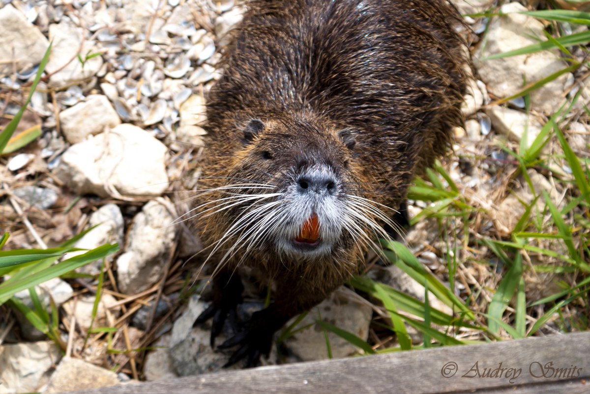 ImageIsFantasy's tweet image. #Imageisfantasy
What do I see?
hongerige #beverrat