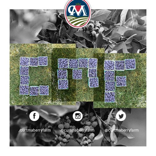 CurtMaberryFarm's tweet photo. CMF in the fields! #cmf #blueberries #berrylife https://t.co/mBjHL5DNkv