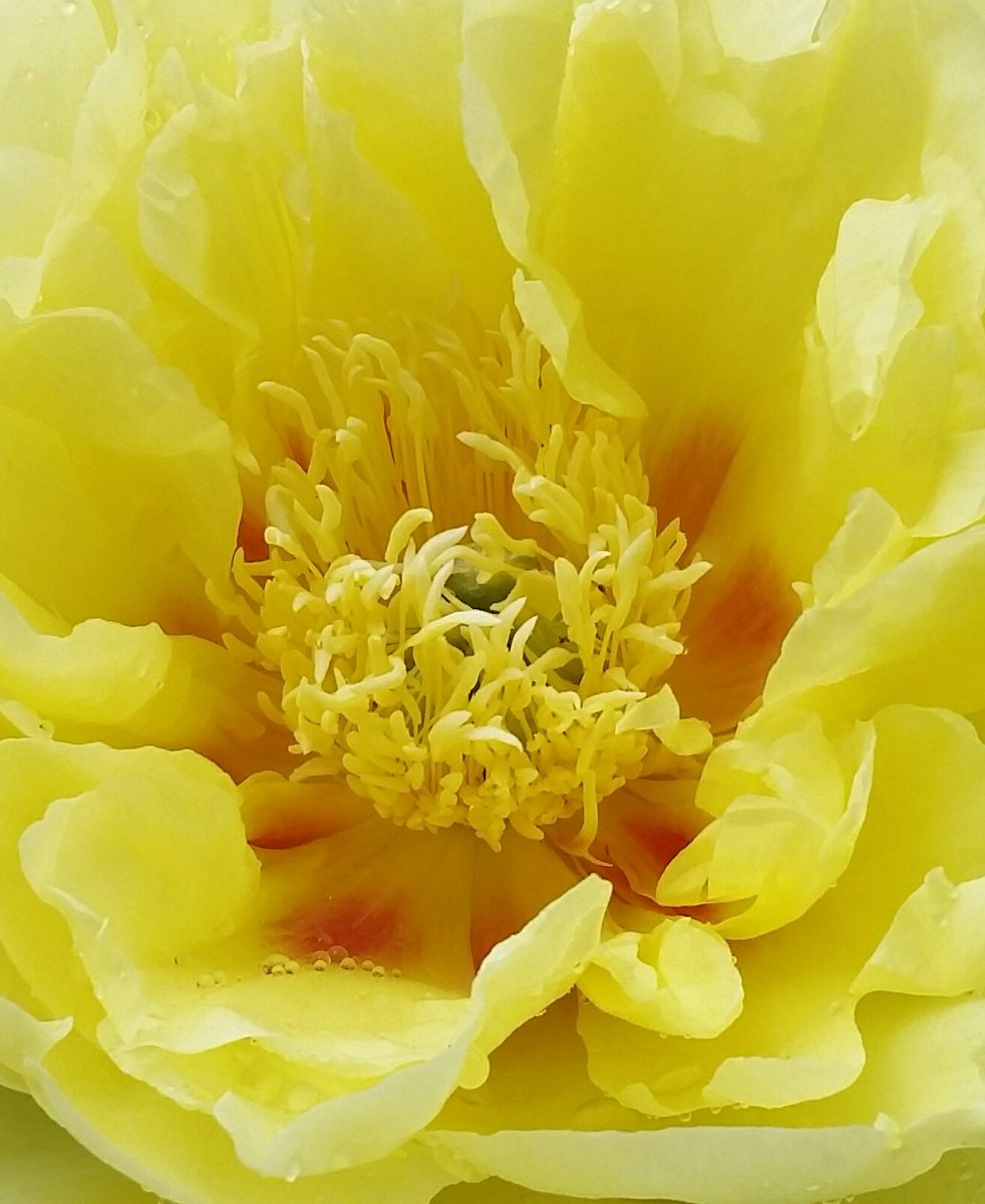 GardenOpus's tweet photo. LIGHT IN DARKNESS: #Itoh (#Intersectional) #Paeonia #Bartzella (Anderson, 1986; APS Gold Medal, 2006) pierces through clouds & drizzle! https://t.co/ll0Rq0oBYC