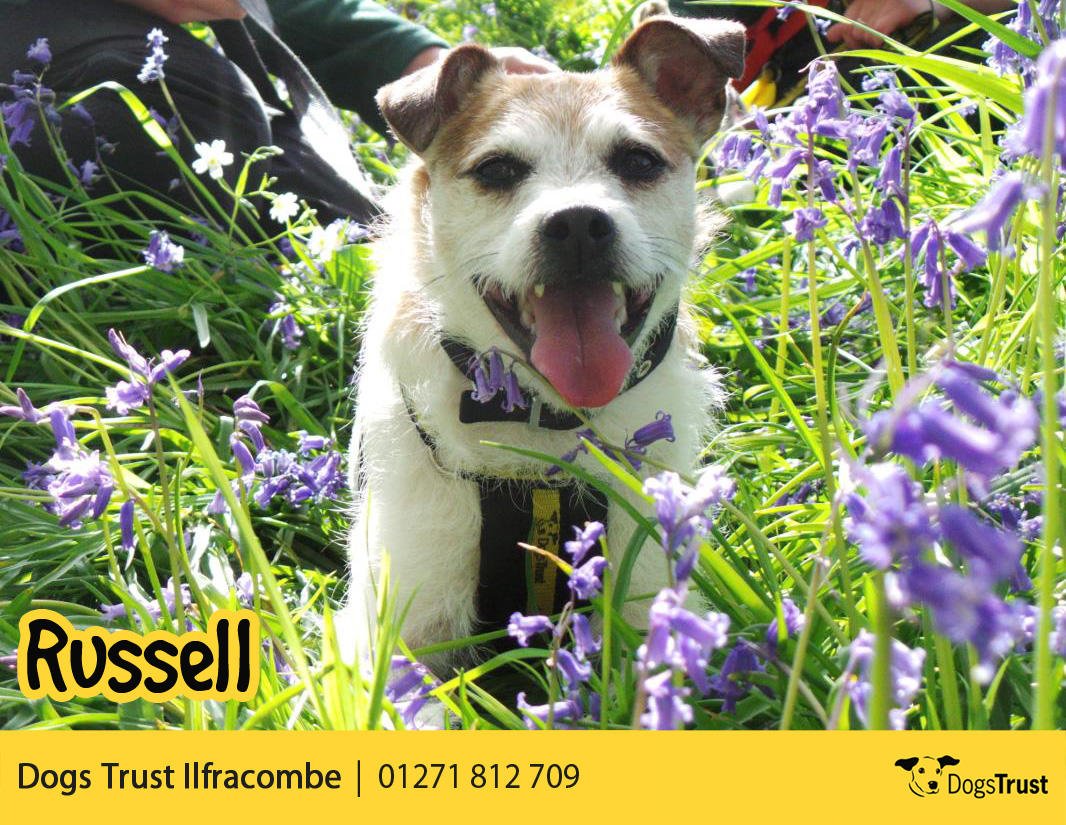 DogsTrust's tweet photo. Russell @DT_Ilfracombe is looking for a loving home where he can enjoy company, he dislikes to be left. #rehome https://t.co/Dx9GhXhoRl