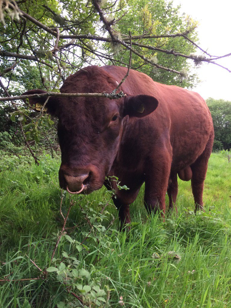 DrPhil_LeGrice's tweet photo. Productive day @BictonHomeFarm @DuchyCollege @BictonCollege Now home checking stock. Meet Priorton Outlaw. Our bull. https://t.co/afVDK1Qa4a