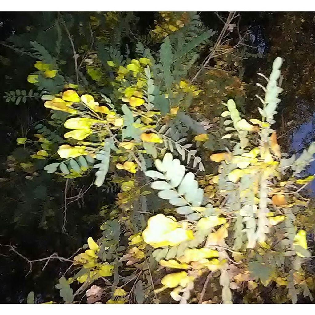 Helicopter tree on our morning walk ift.tt/2qgWRwS