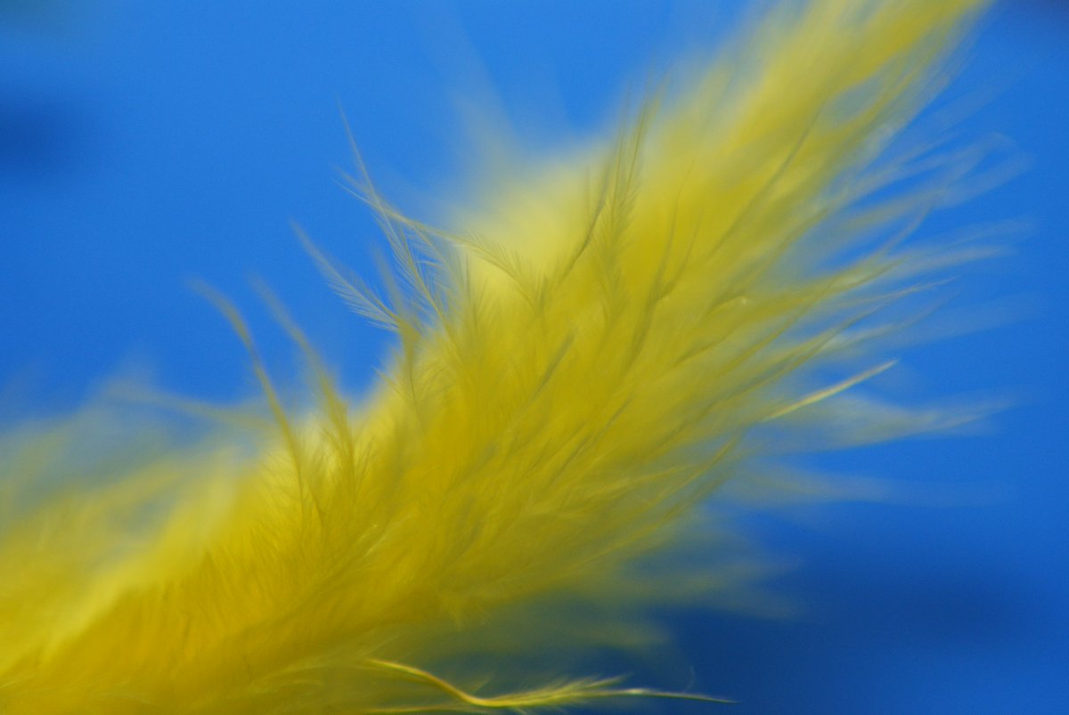 ImageIsFantasy's tweet image. #ImageIsFantasy
What do you see
#tweetfeather?