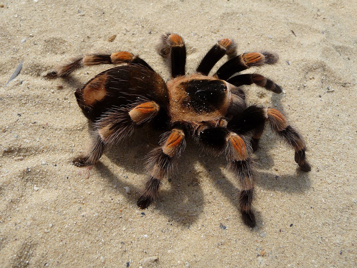 #56 Tarantula

When threatened, tarantulas use their hind legs to flick small, barbed hairs into the air causing intense pain in the eyes.