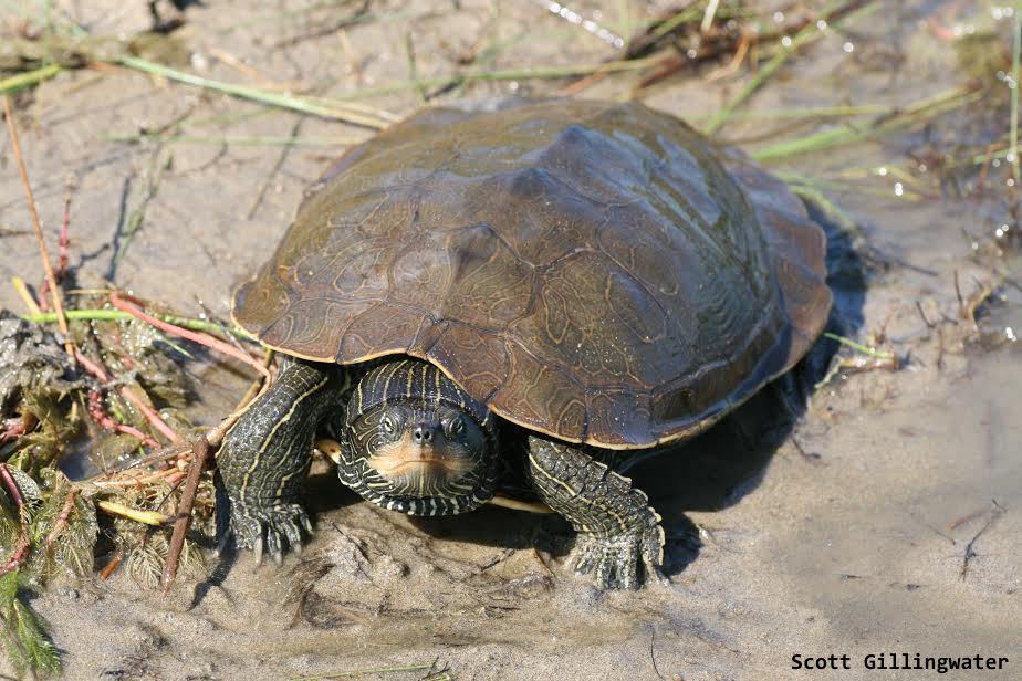 GBayBiosphere's tweet photo. You can see in the photo that the middle of their shell (keel), is a very distinct line, instead of smooth as in most #turtles. #TurtleID https://t.co/D1r7tcwm9U