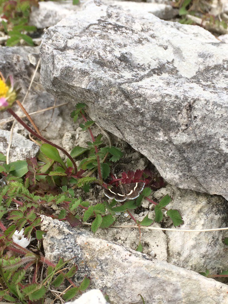 Calybites's tweet photo. Small day-flying moth today Portland, Dorset #VC9 
Which species is it?
#teammoth @MothIDUK @dgcountryside @diarsia https://t.co/61zcWg2WbZ