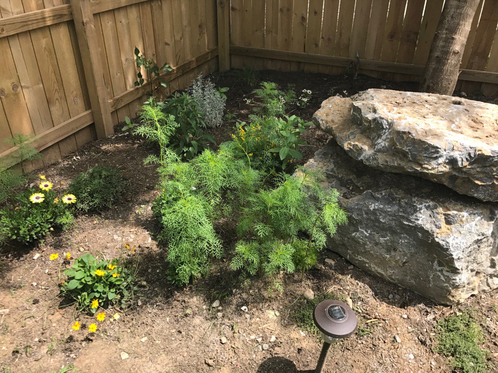 SouthTradr's tweet photo. The wildflowers we planted 60 days ago are up and holy crap they are huge #recordyield https://t.co/His8tKjlZU