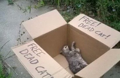 Hallucinate_X's tweet photo. THE DEAD CAT STORY! 
https://t.co/0FdvZs4WdV https://t.co/f8hxXc0sA2