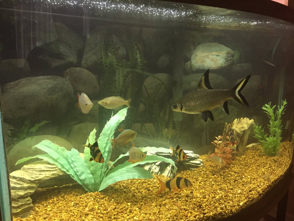 ThatDudeKurt's tweet photo. #fishtank is finally clean!! #balashark is almost a foot long, to give it some scale.

#aquarium #fish #bubbles https://t.co/cme8ZsMT1b
