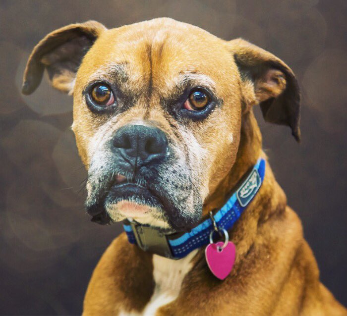 Animatch_'s tweet image. Beckham, 7yr Boxer: sweet,  mello. Favorite activities r cuddles &amp;amp; walks. bit.ly/2mMHa2e