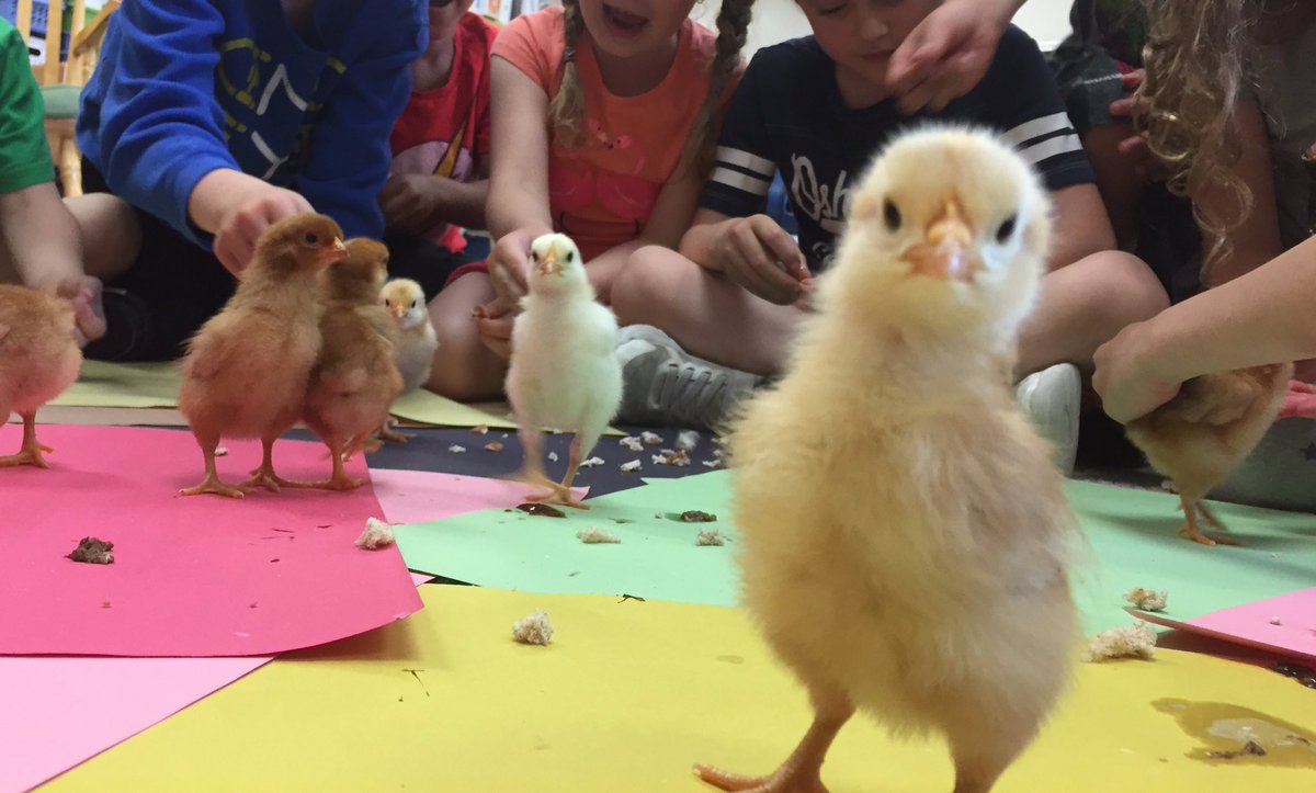 Grade1SD tweet picture