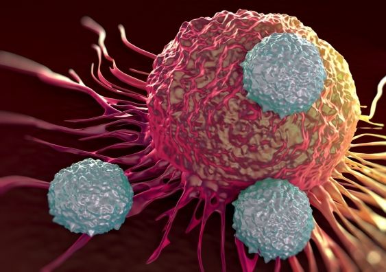 In cancer, immune cells infiltrate tumours. But do they exit the tumour &amp; where do they go?  bit.ly/2rKf1Jd
<a href="/UNSW/">UNSW</a> <a href="/GarvanInstitute/">Garvan Institute of Medical Research</a>