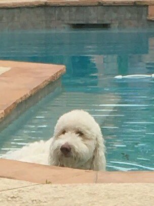 Joey Kramer tweet media