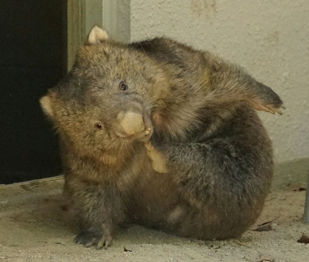 ウォンバット アニメ会社 8716 ウォンバット アニメ会社