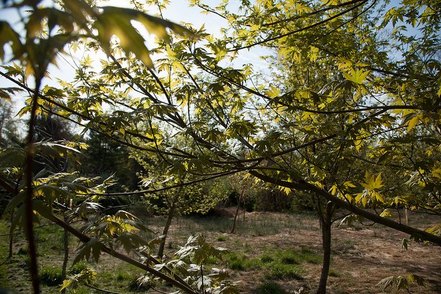chesbayprogram's tweet photo. #ForestBuffers along streams can help address both water quality and habitat issues. https://t.co/cbFTRbA1C4 @AllianceForBay https://t.co/RNXxBNwVaY