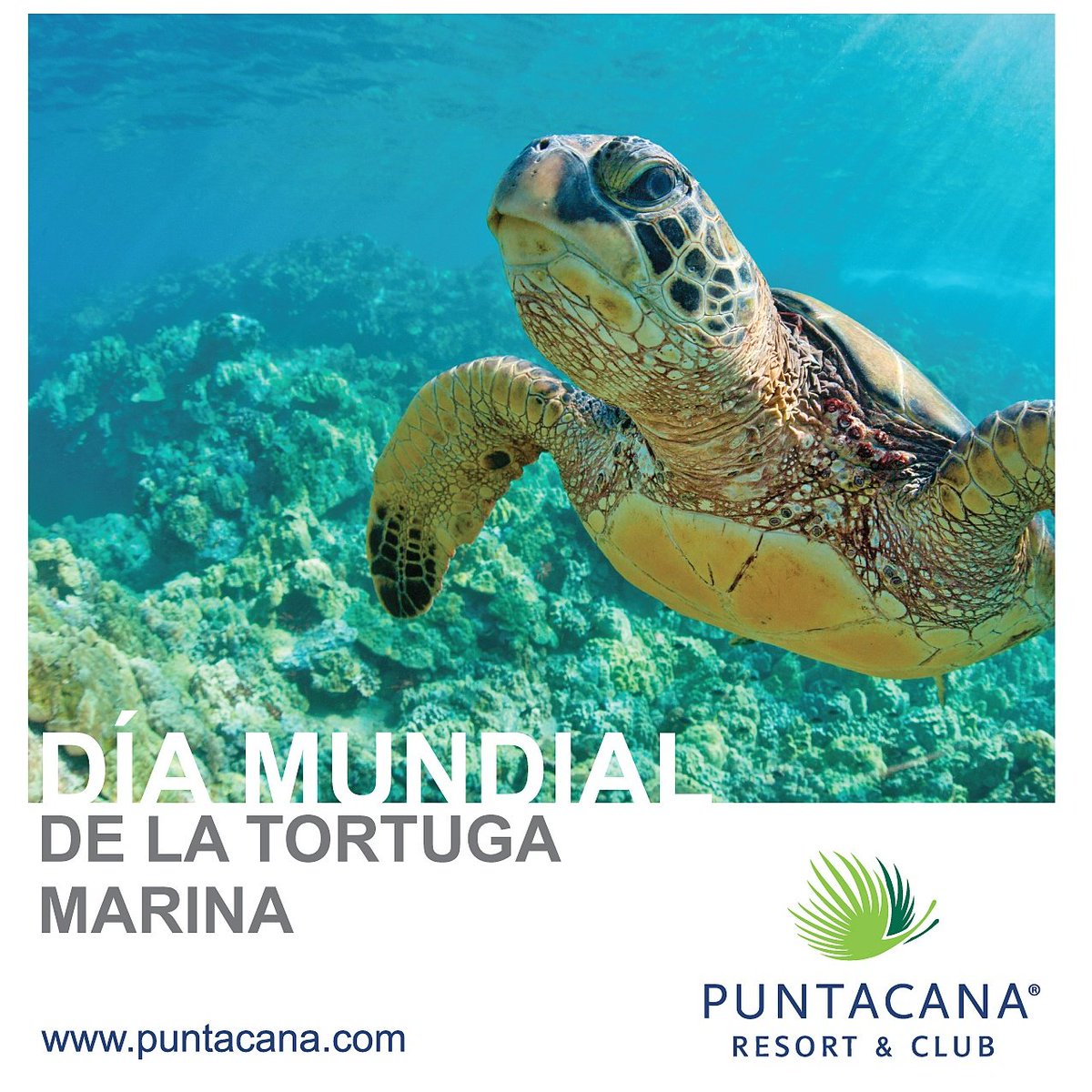 PUNTACANARESORT's tweet image. Hoy es el Día Mundial de las Tortugas Marinas 🐢.  Con el fin de prevenir su extinsión se elaboraron leyes y programas para protegerlas.