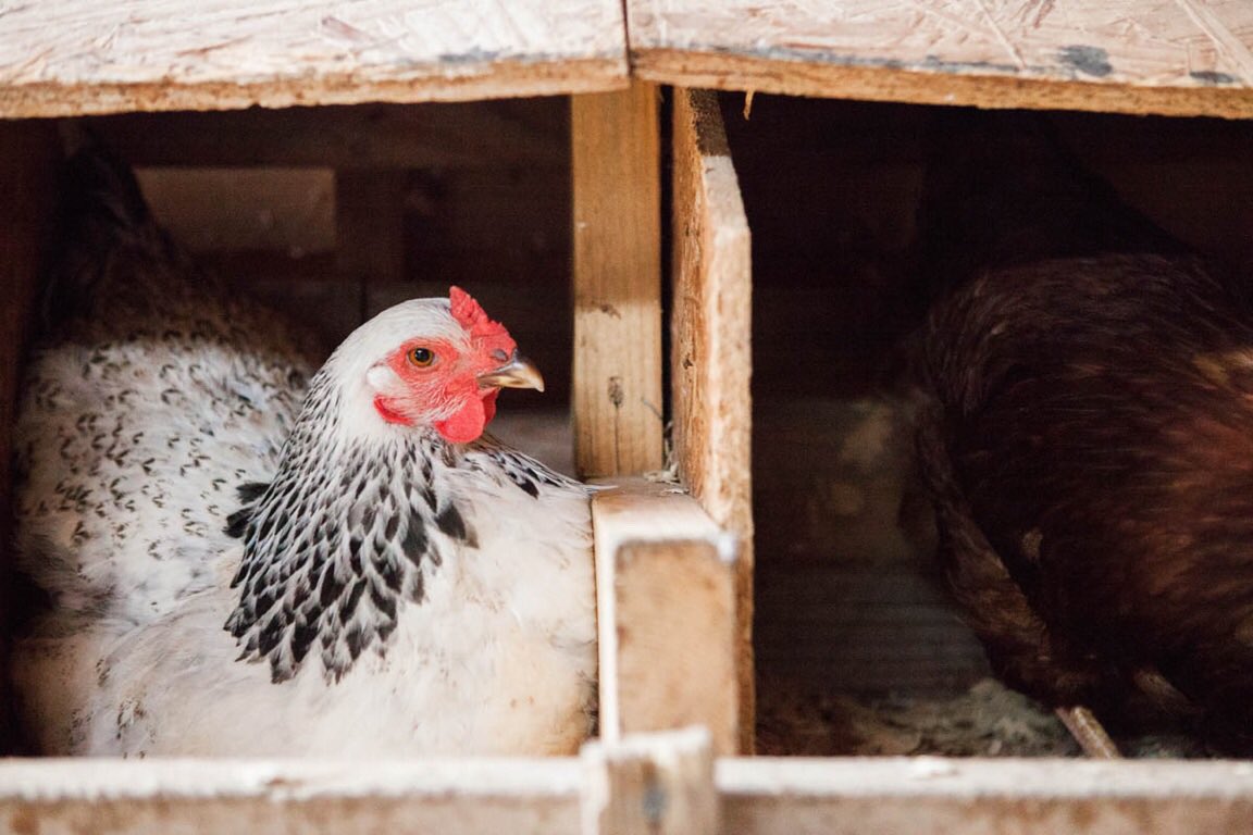 The Food Initiative (@food_initiative) on Twitter photo 