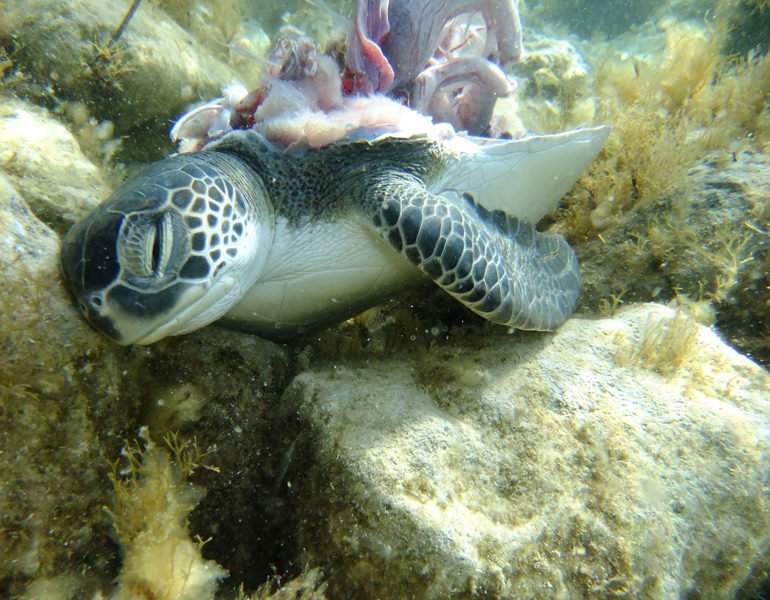 GucciTheDoge's tweet photo. #WorldTurtleDay https://t.co/yRrYfZeXIG