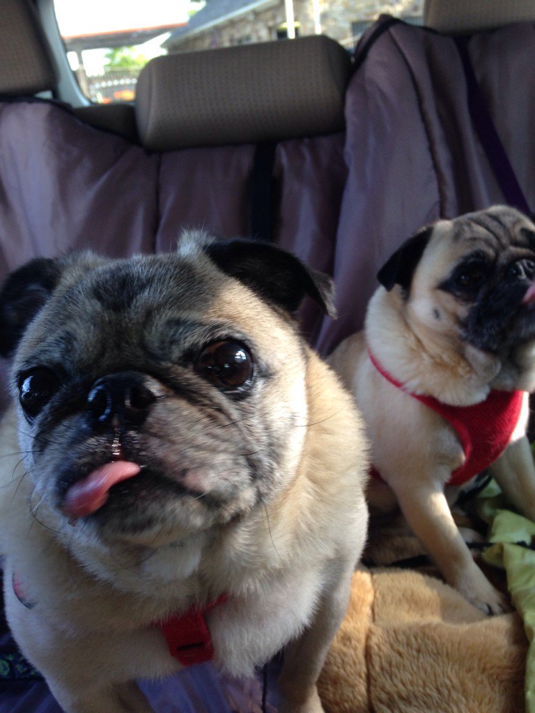 JBHIVofWWRG's tweet photo. #TongueOutTuesday #dogsoftwitter #pugsoftwitter #dogsarelove #adventuresoftobythetobster #bestfurryfriend https://t.co/wAgnIzBWHm