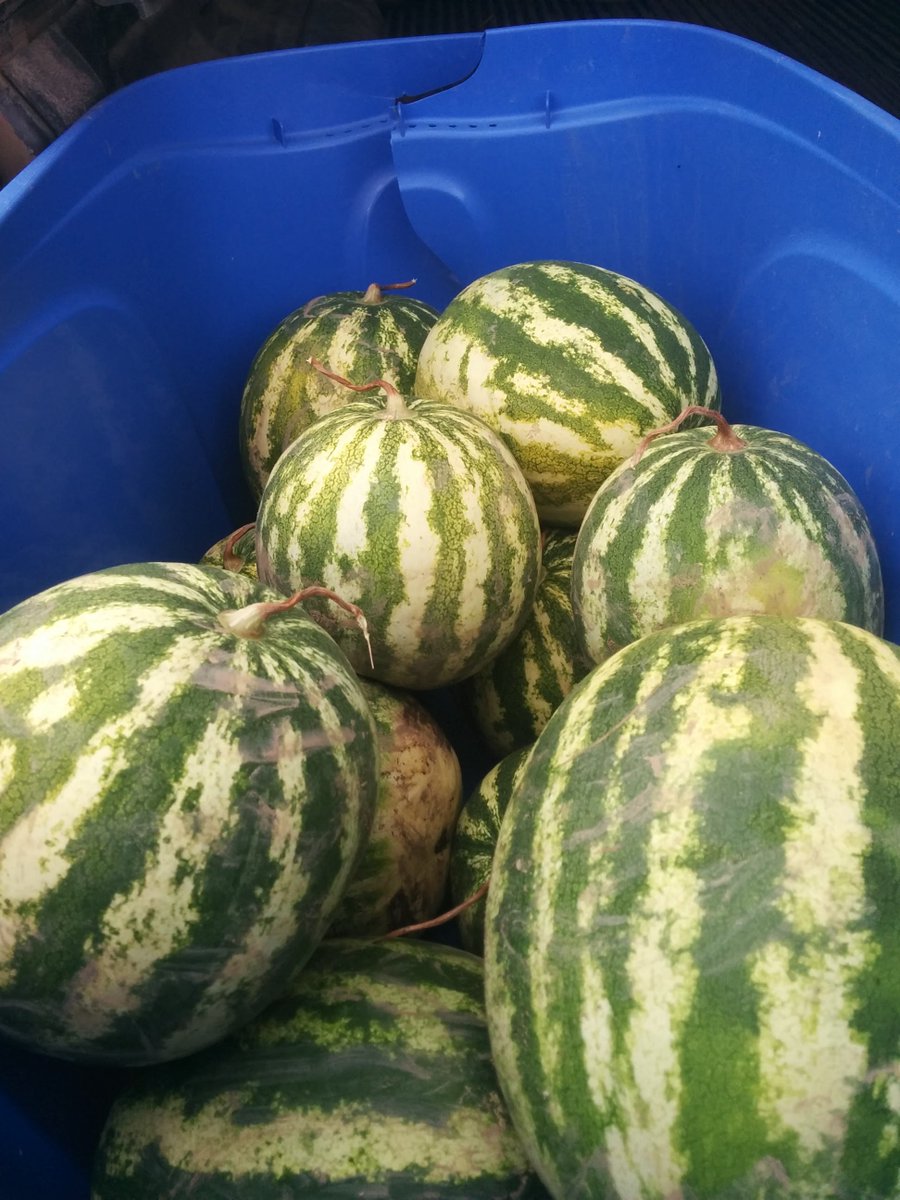 Some things we save just for #CSA members...Sign-up for CSA memberships continues! Available in #miltonON, #erinON, #waterdown, &amp; #hamont!
