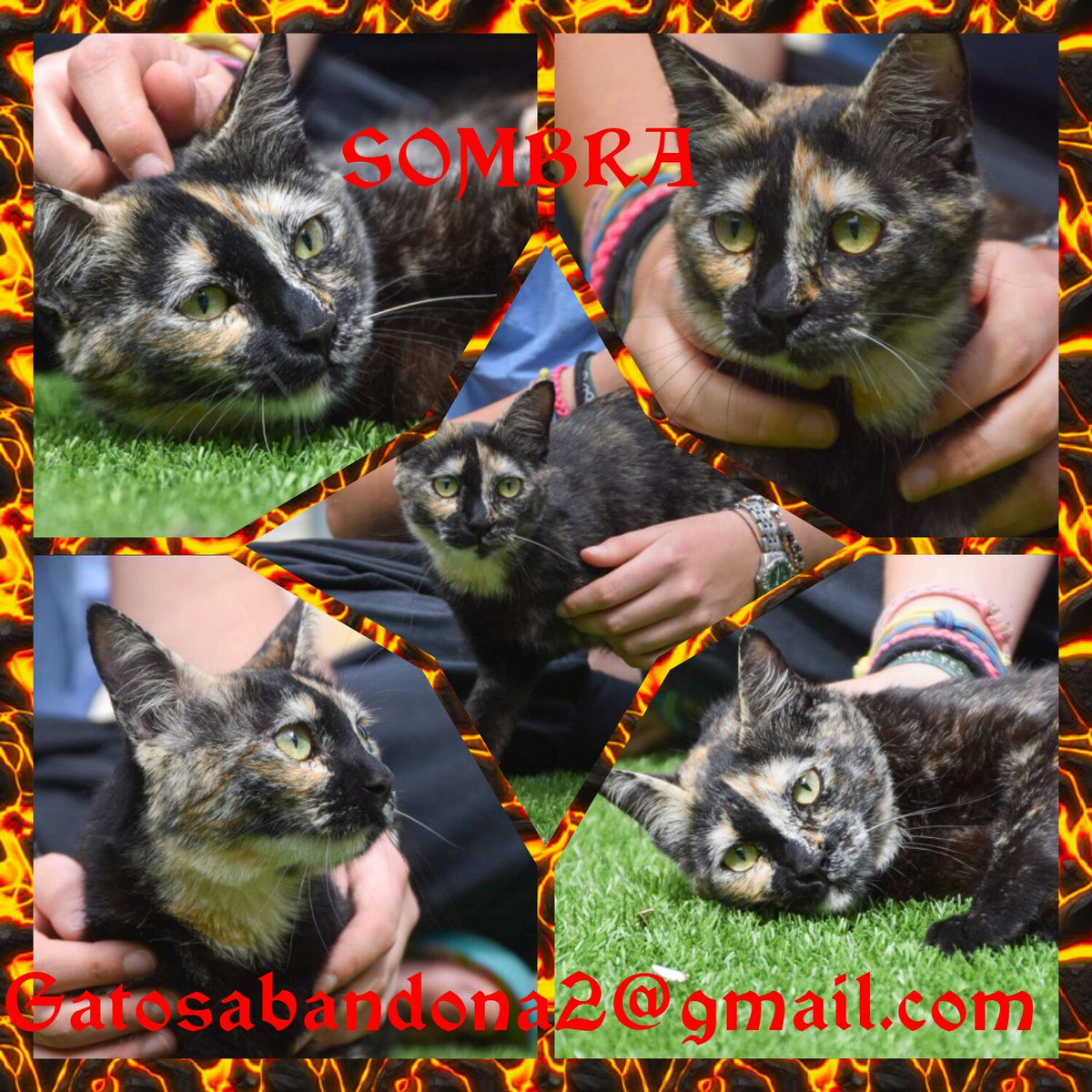 GatosAbandona2's tweet photo. #Sombra busca una familia que le de mucho amor. #carey en #adopcion está en #Murcia . Dale un #Hogar . Por favor Rt. Gracias https://t.co/jWnrwL5zNG