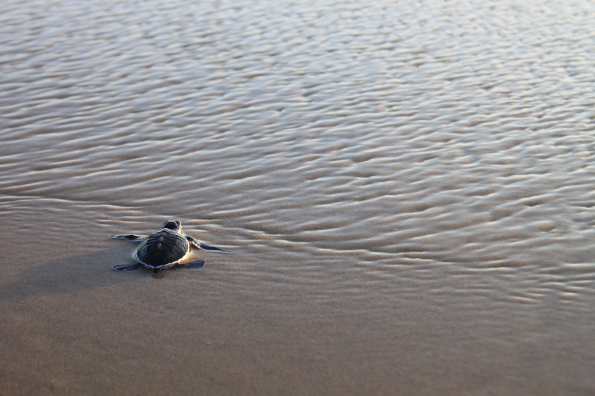ErikSolheim's tweet photo. Now she Just has to survive predators &amp; 13 million tons of plastic! Mark #WorldTurtleDay with #CleanSeas petition https://t.co/q5MYHwdPHn https://t.co/2jPomU994r