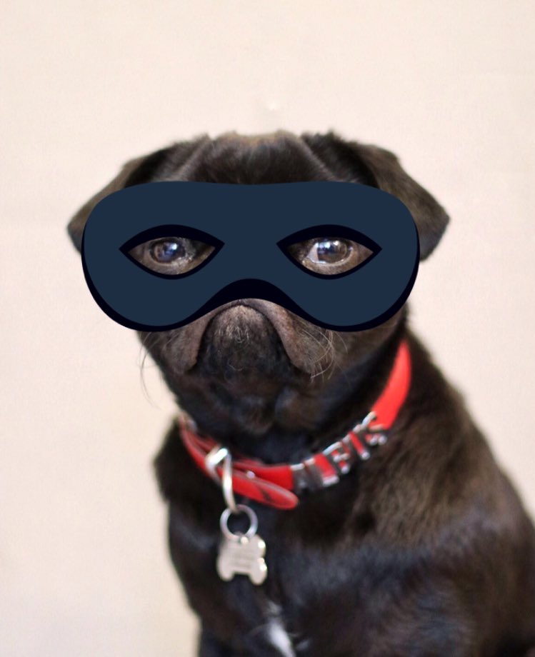 albusthepug's tweet photo. My superhero pug costume has arrived pug https://t.co/Q6CkGNHR1e
