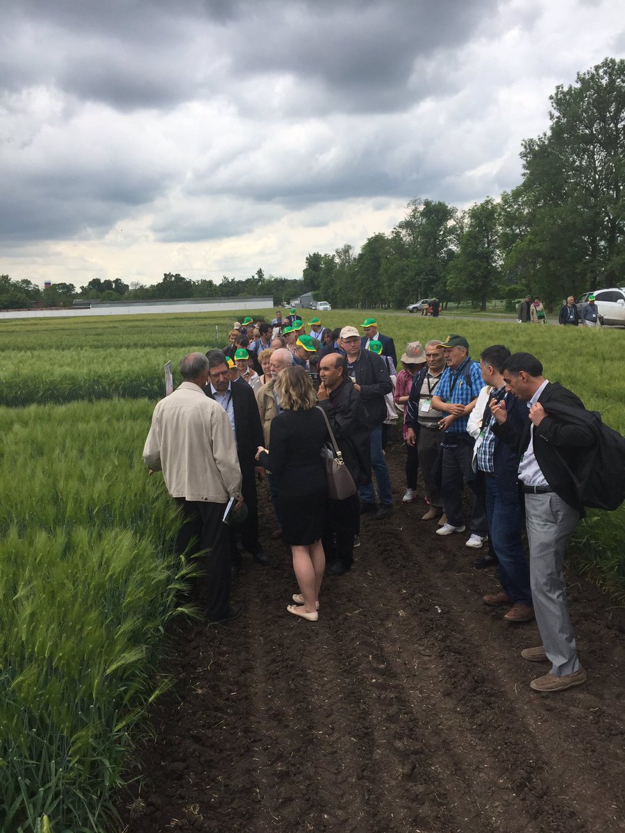 IWWIP, Winter Wheat tweet media