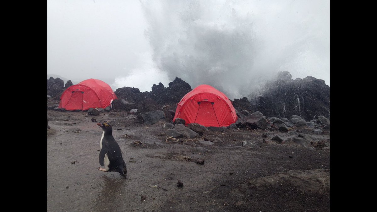 MaxHugWilliams's tweet photo. @Pammy500 the Penguins can't nest any closer to the sea otherwise, like our tents, they might get washed away! https://t.co/PbcB9PcqrW