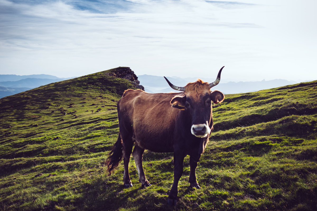 David_OliverG's tweet photo. Somehow, it's all about cows and lines these days. Time to put them together! More coming soon #entrepeneurship #shadowmode #bestwayforward https://t.co/HPMjYPZYCz