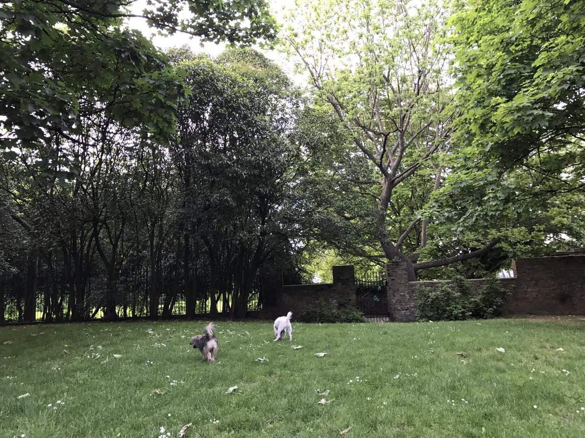 HowardsWayOut's tweet photo. Yesterday's visit to Rosemary Gardens 💖 Today's #HowardsEndz for @BeThatDog #LoveLondon https://t.co/GTXF4KUH4X