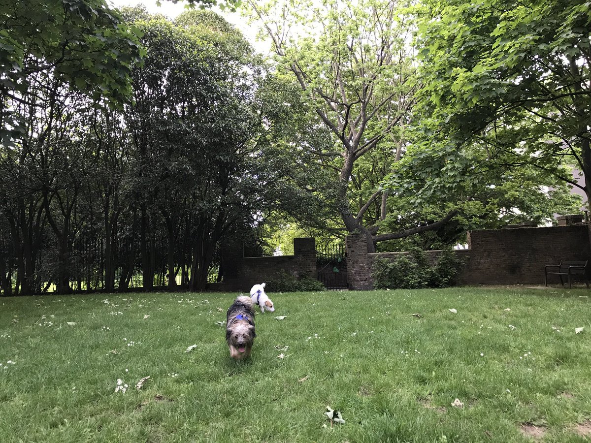 HowardsWayOut's tweet photo. Yesterday's visit to Rosemary Gardens 💖 Today's #HowardsEndz for @BeThatDog #LoveLondon https://t.co/GTXF4KUH4X