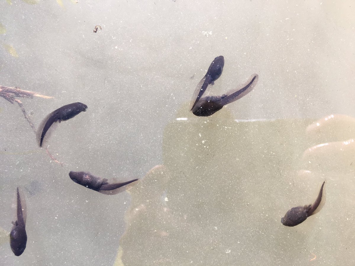 Findingnature1's tweet photo. The change has started, the legs are beginning to grow. @PondLifeUK @froglifers @ARGroupsUK https://t.co/xepPNWdblt
