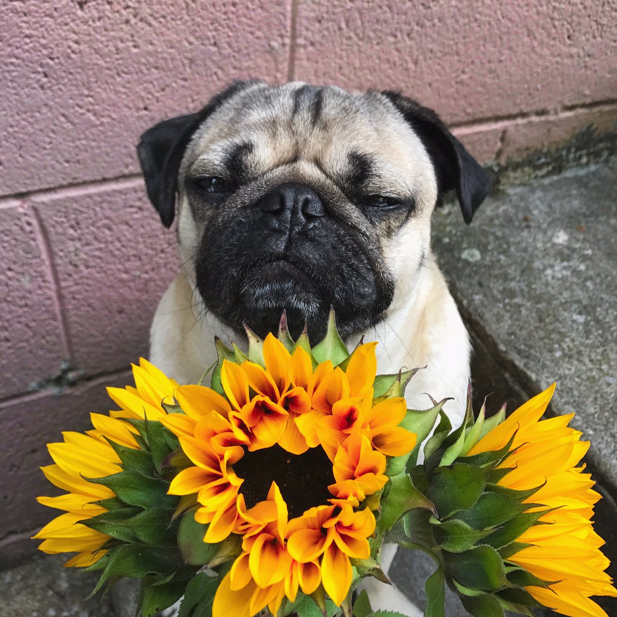 Pug Life tweet media