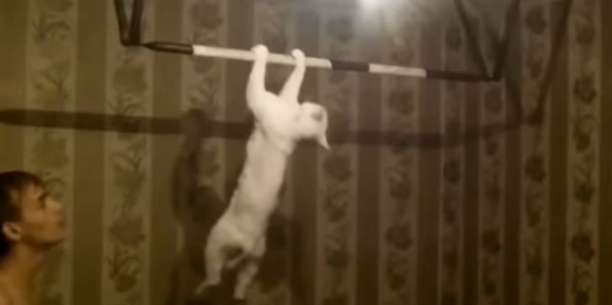 nekotpcom's tweet photo. funny and cute cats 動画集合！！！
https://t.co/eiOtdqYUCa https://t.co/cPwN6RfnxL