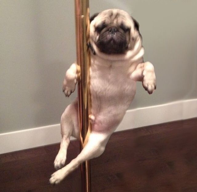 Pug Life tweet media
