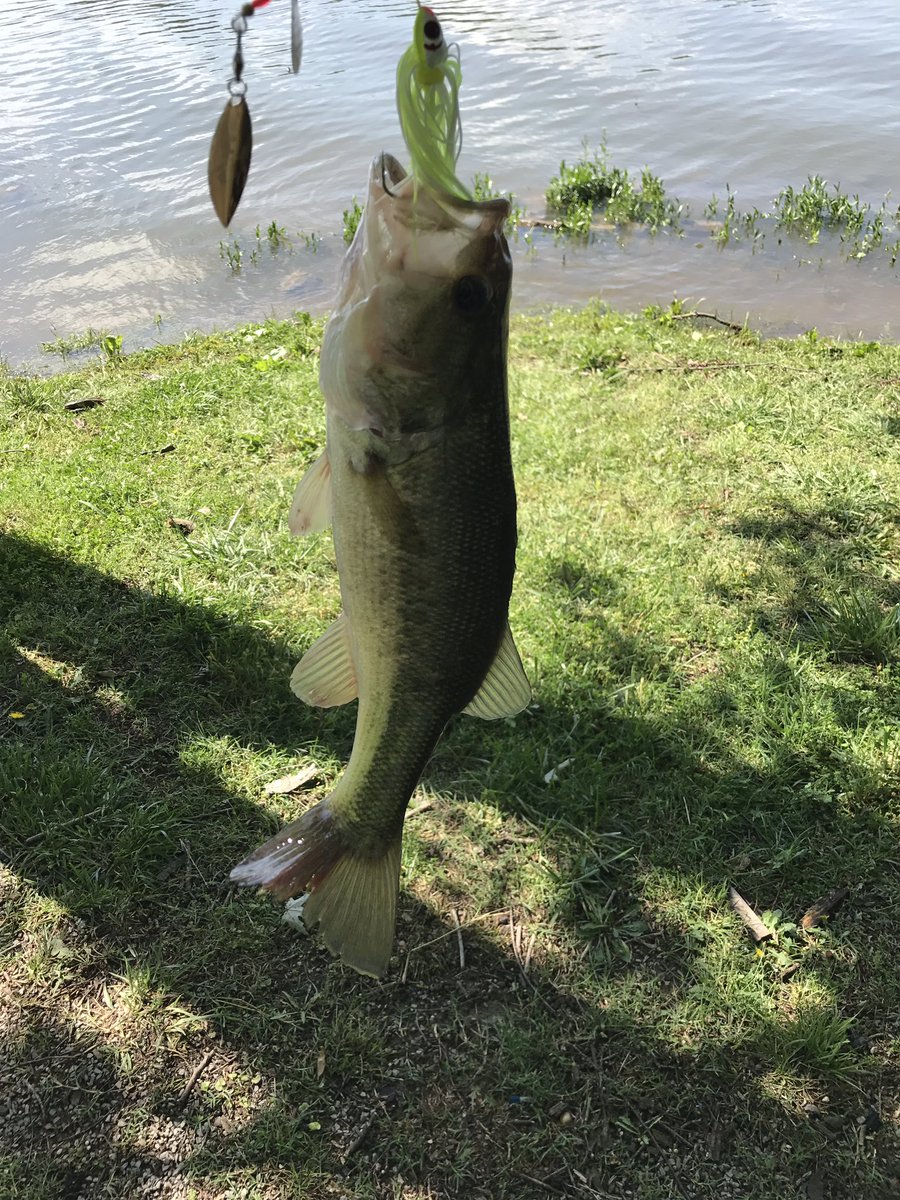 BobAdams1983's tweet photo. My @BooyahFishing #spinner worked its magic again! Love @BooyahFishing products, my "go-to" lures out on the water! https://t.co/CArOIhYtiX