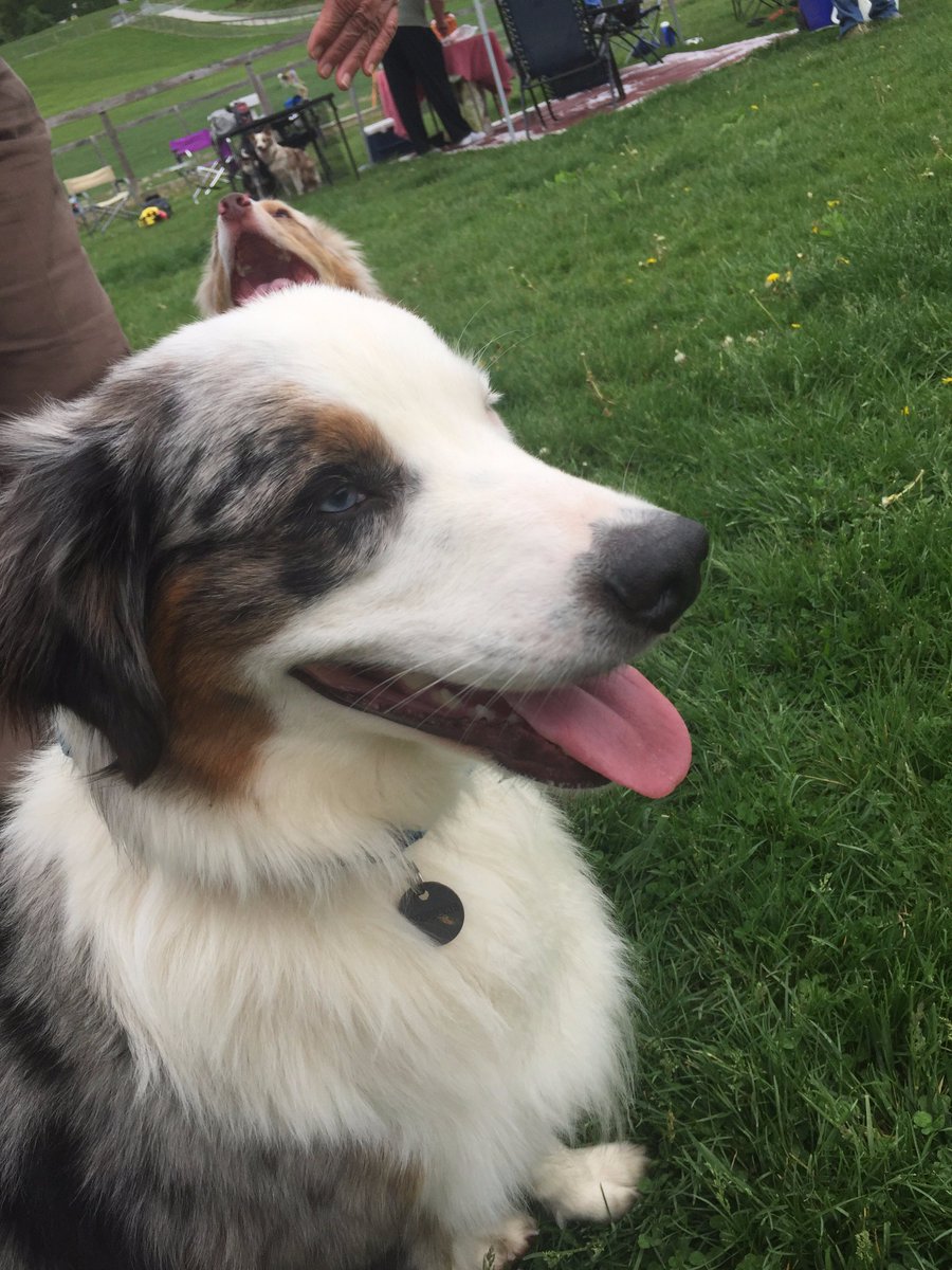 BountifulUs's tweet photo. Griff our sweet dog adventured solo tonight.  Thank goodness @mcasac found him!  Thank you! We miss him so, can we get him tomorrow? https://t.co/gKNRdMTTDc