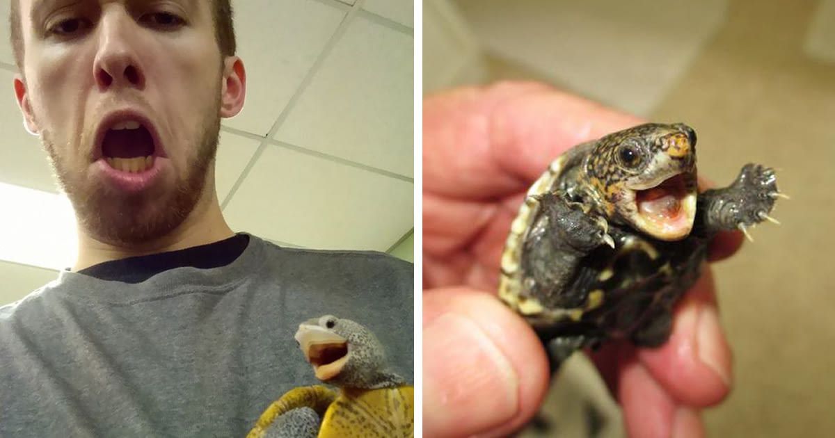 9GAG's tweet image. 16 Adorable Pics To  SHELLebrate #WorldTurtleDay
9gag.com/gag/avGjVmd/sc…