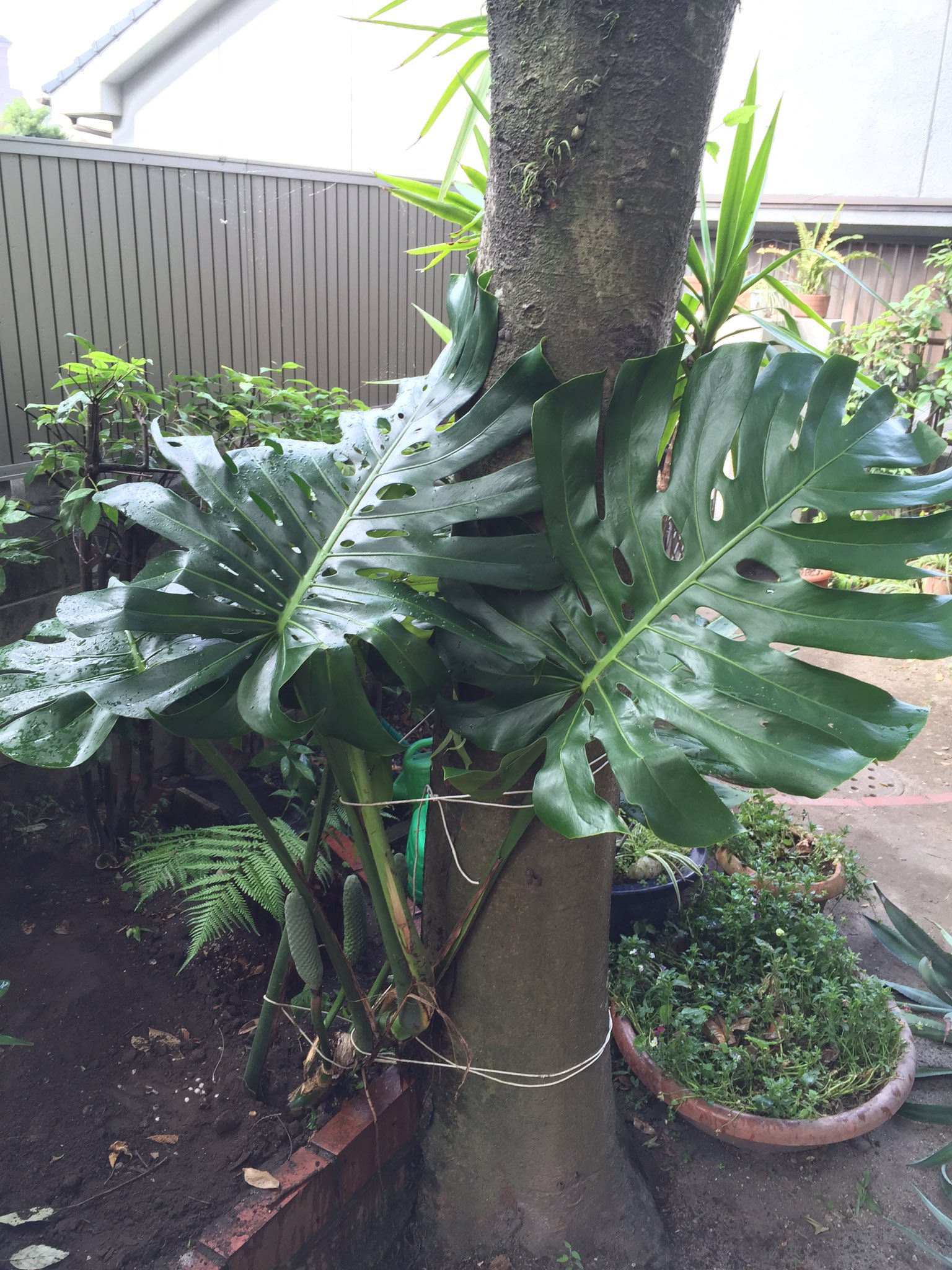 モンステラ デュビア 8号 ヘゴ 大型大株 希少品種レア ツタ ツル