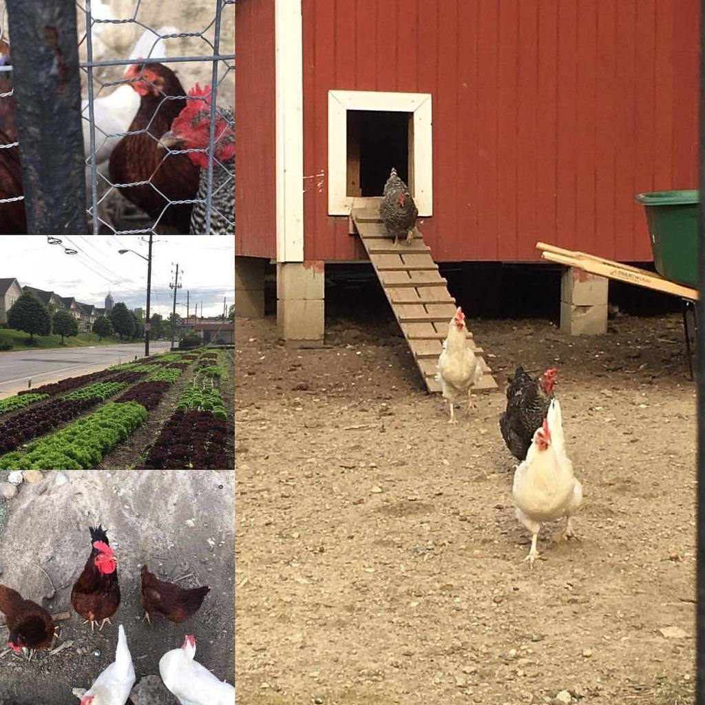 Saille's tweet photo. #cottagehome #chooksofinstagram #growingplacesindy (at Arsenal Technical High School) https://t.co/kvXA0lX6Uz