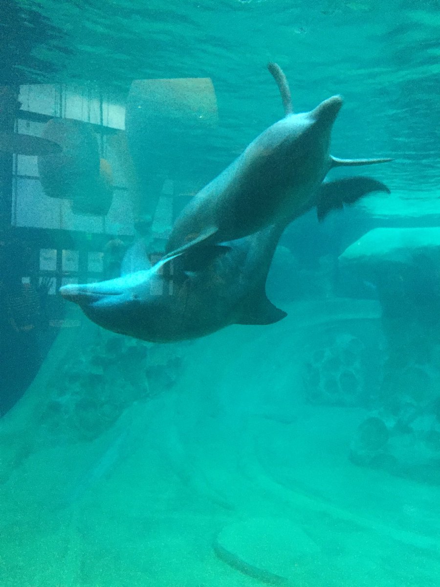 stipton's tweet photo. A whole different nature show happening with the dolphins. #Ithinkineedacigarette #dolphinsplaying #ATD2017 @atd @chriscola https://t.co/8Az6vs7xIu