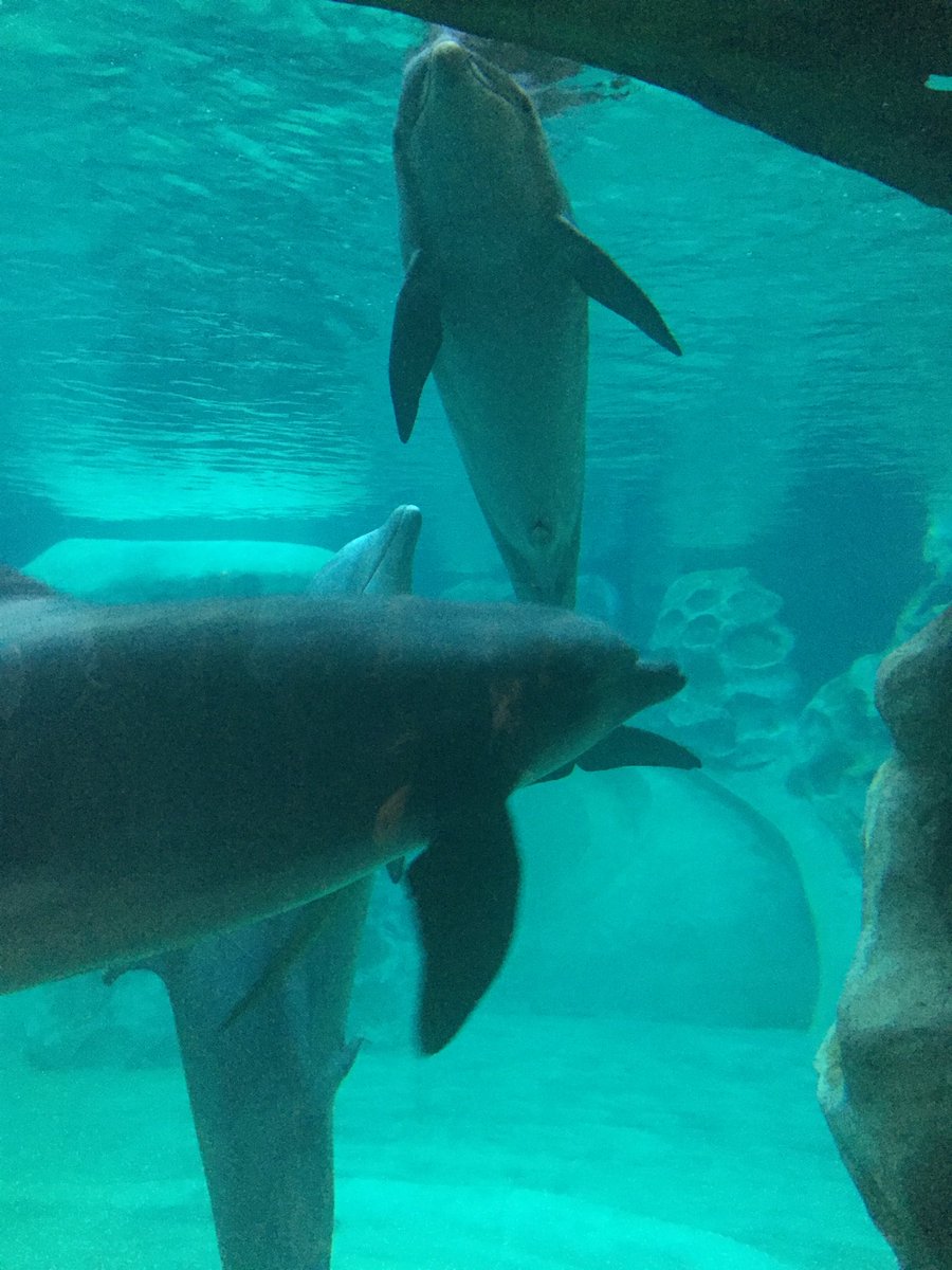 stipton's tweet photo. A whole different nature show happening with the dolphins. #Ithinkineedacigarette #dolphinsplaying #ATD2017 @atd @chriscola https://t.co/8Az6vs7xIu